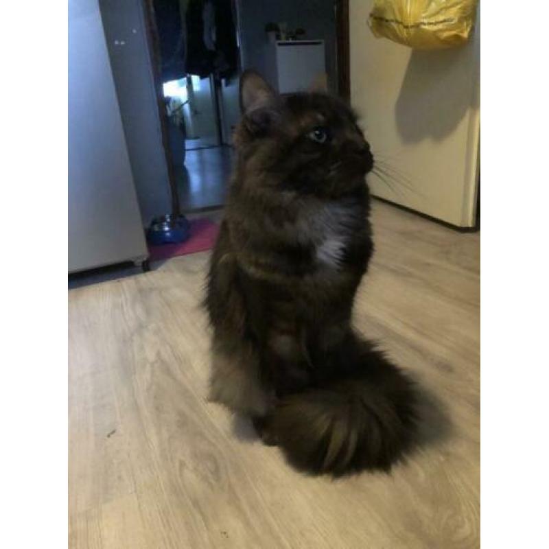 Main coon dekkater