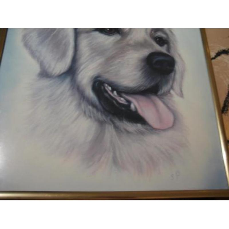 prachtige tekening van de Golden Retriever 35/28 cm