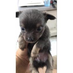 Dek reu chihuahua