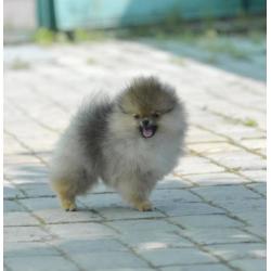 Zeer Mooi Reutje Pomeranian/Pomeriaan/Dwergkeesje/FCI