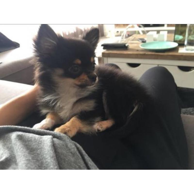 Pomchi Teddy reutje 16 weken. Cihuahua x Dwergkeesje pup