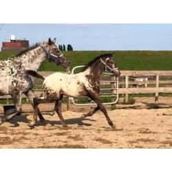 Appaloosa hengst veulen