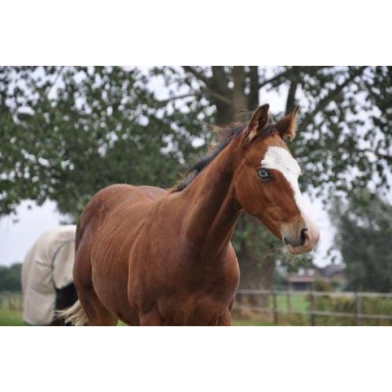 Quarter horse - Paint Bay Overo: HF Mobster x Tabasco tari