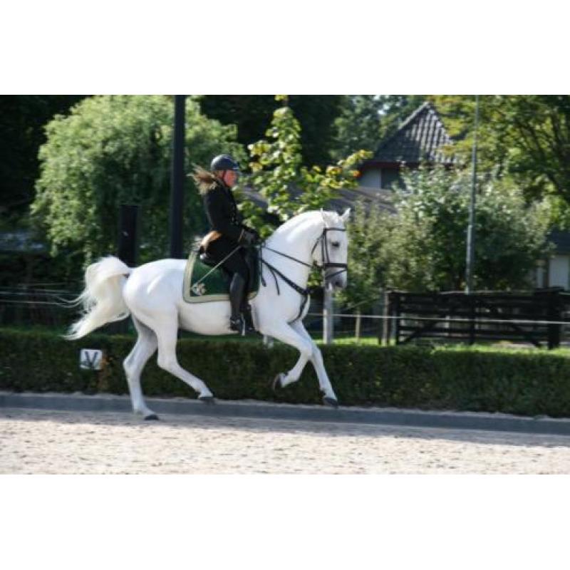 Opvallend LIPIZZANER hengstveulen uit kampioensmerrie