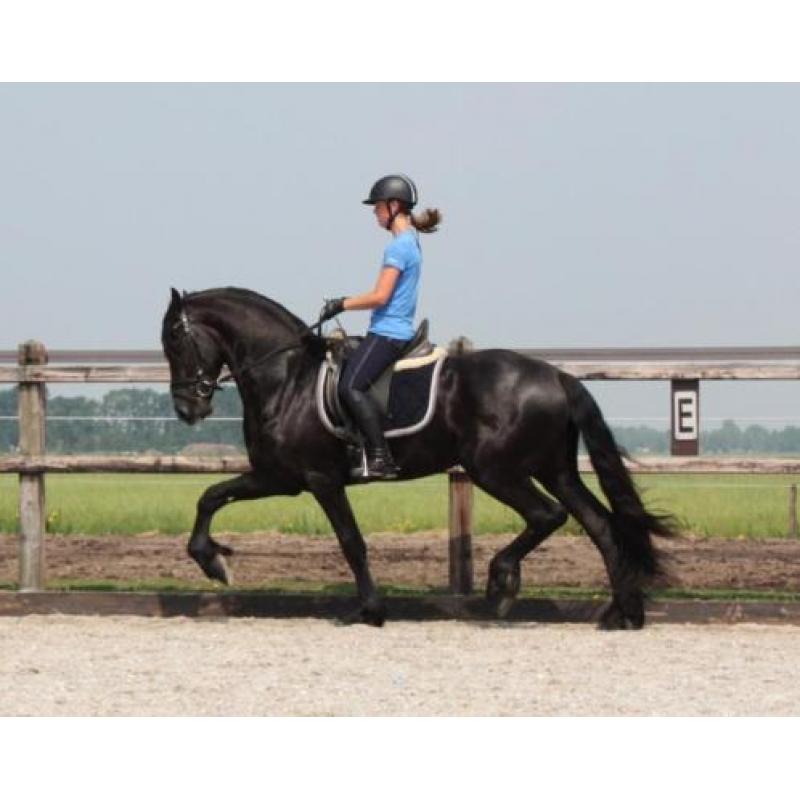 ***Fijne Friese paarden te koop***