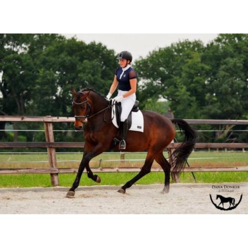 Leuke 7 jarige merrie (Vic x Zelhem)