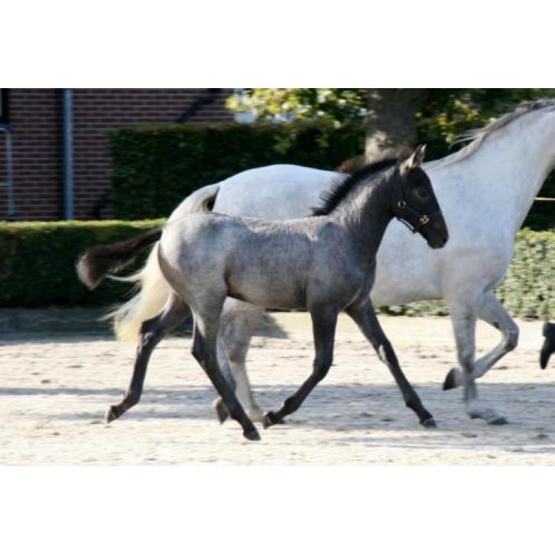 Opvallend LIPIZZANER hengstveulen uit kampioensmerrie