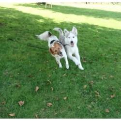 Superleuke kr husky teef zoekt thuis