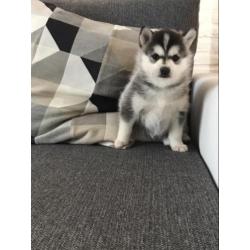 Pomsky F1 pups