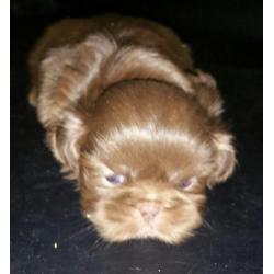 Voor een prachtige Boomer ( Shih/Mal) of Choco Shih-Tzu