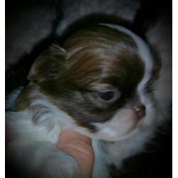 Voor een prachtige Boomer ( Shih/Mal) of Choco Shih-Tzu