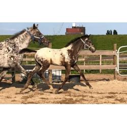 Appaloosa hengst veulen