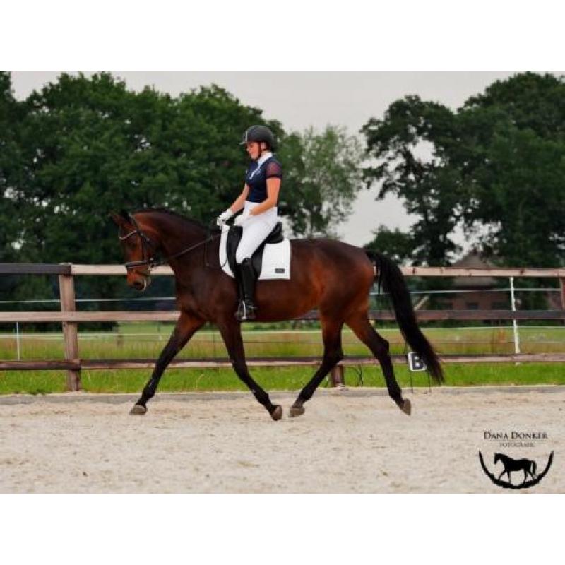 Leuke 7 jarige merrie (Vic x Zelhem)