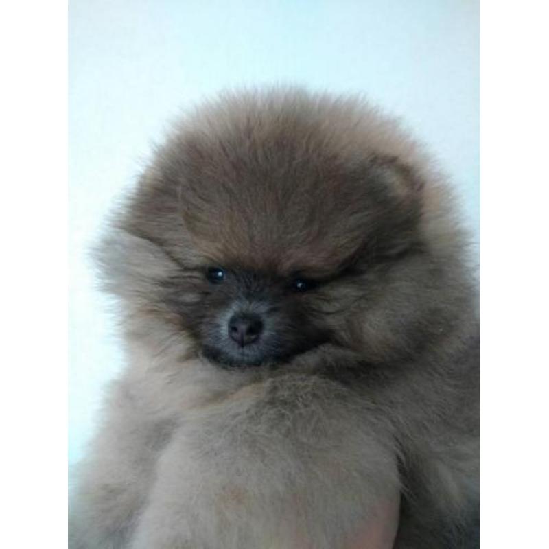 Zeer mooi Teefje Pomeranian/Pomeriaan/Dwergkeesje/FCI