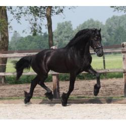 ***Fijne Friese paarden te koop***