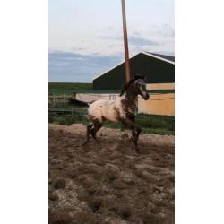 Appaloosa hengst veulen