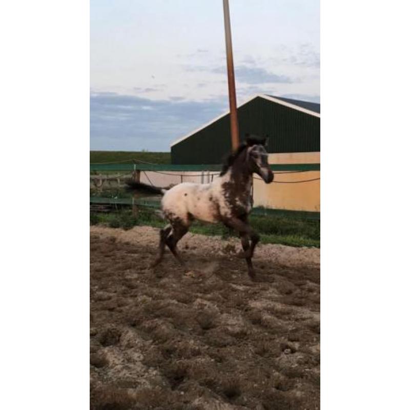 Appaloosa hengst veulen