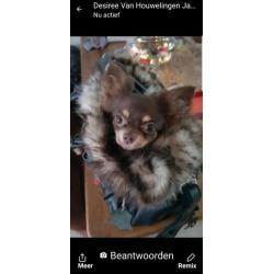 Leren draagtas chihuahua