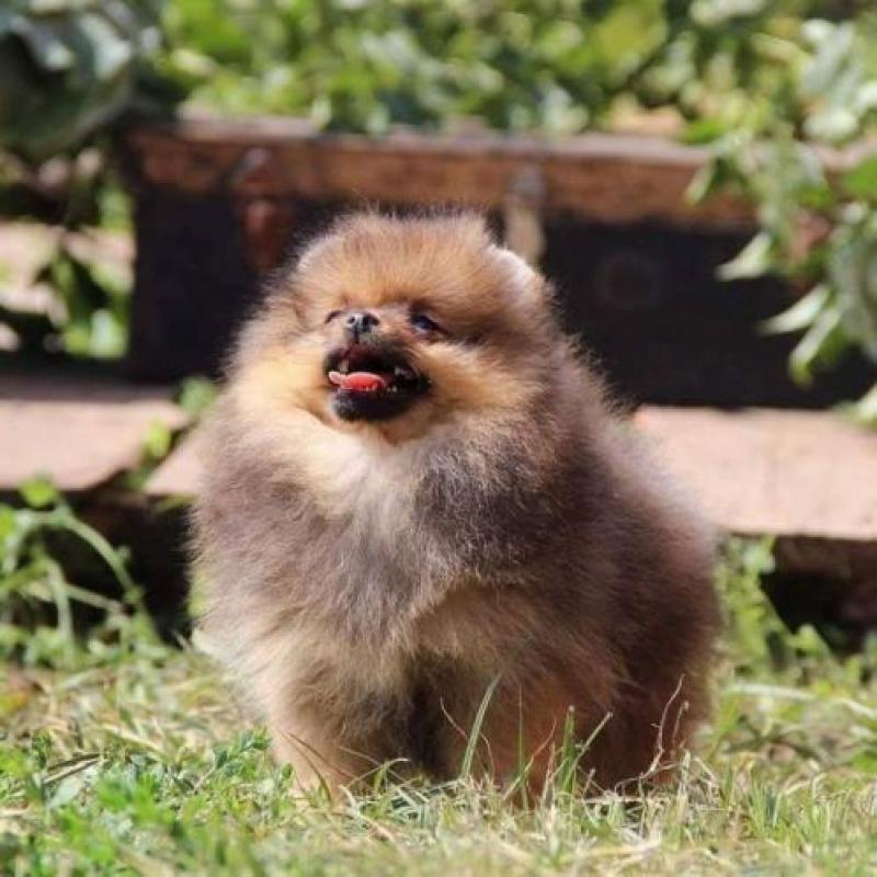 Zeer mooi Teefje Pomeranian/Pomeriaan/Dwergkeesje/FCI