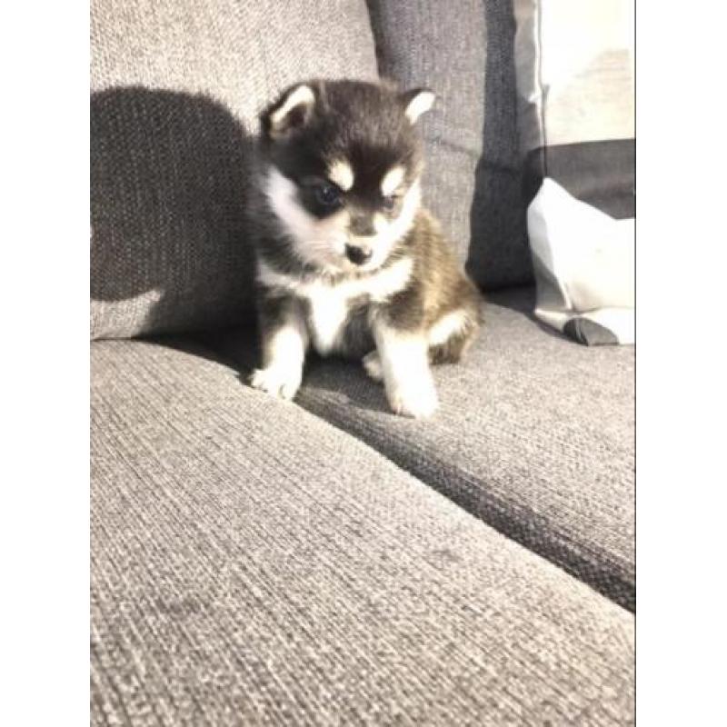 Pomsky F1 pups