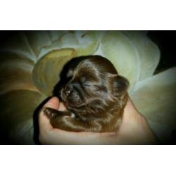 Voor een prachtige Boomer ( Shih/Mal) of Choco Shih-Tzu