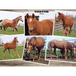 Meerdere Reining Quarter Horses aangeboden