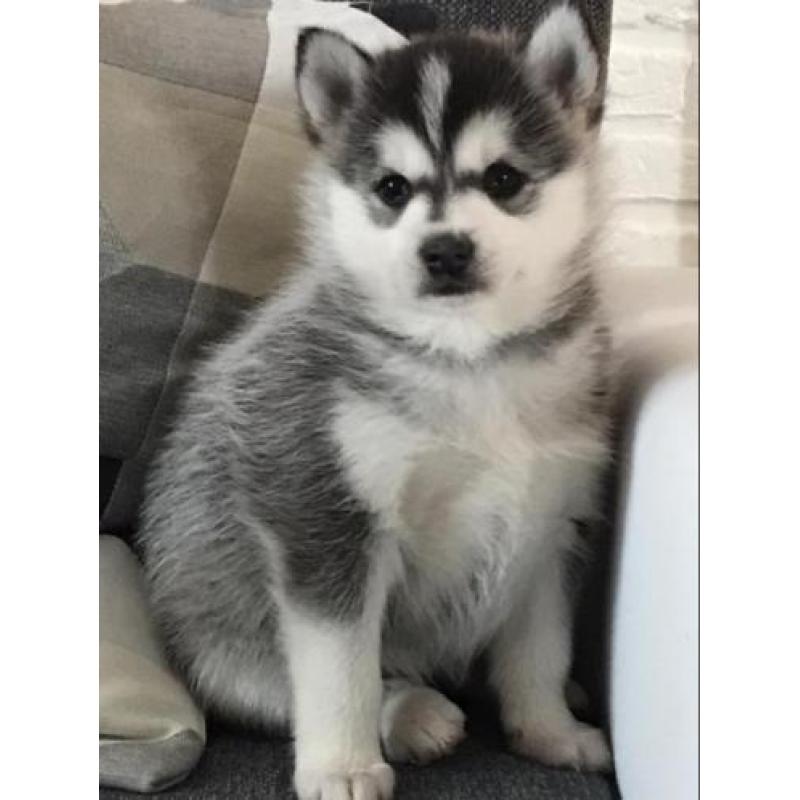 Pomsky F1 pups