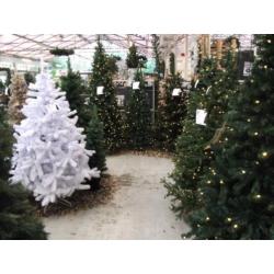 Led Kerstboom 185 cm / Groen (showmodel) kerst 148